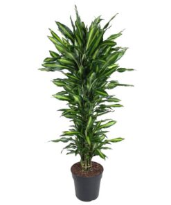 Dracaena Cintho vertakt – 150 cm – ø31