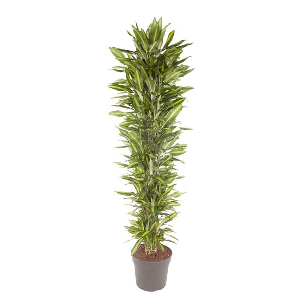 Dracaena Cintho vertakt – 210 cm – ø40