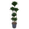 Dracaena Compacta Carrousel – 160 cm – ø34