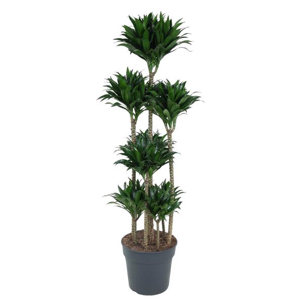 Dracaena Compacta Carrousel – 160 cm – ø34