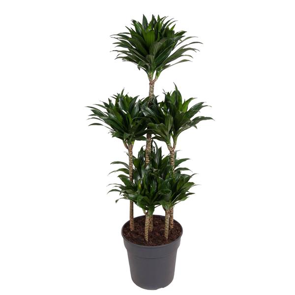 Dracaena Compacta Carrousel – 130 cm – ø31