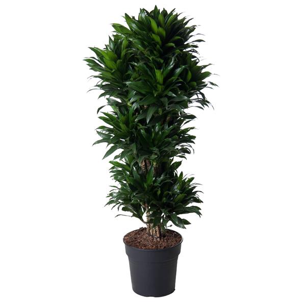 Dracaena Compacta vertakt – 140 cm – ø31