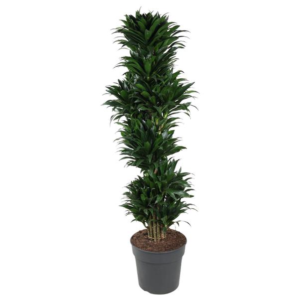 Dracaena Compacta vertakt – 170 cm – ø34