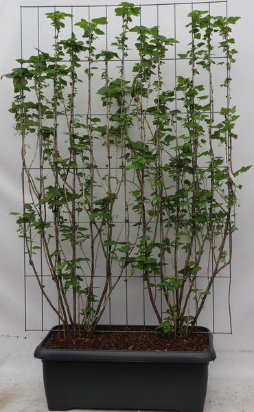 Ribes nigr. ‚Titania‘ – ↨180cm – 1 pcs