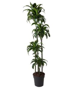 Dracaena Dorado – 170 cm – ø27