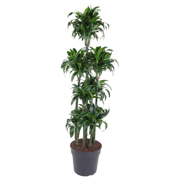 Dracaena Dorado Carrousel – 170 cm – ø34