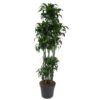 Dracaena Dorado Carrousel – 200 cm – ø40