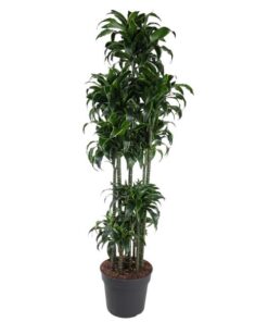 Dracaena Dorado Carrousel – 200 cm – ø40