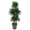 Dracaena Dorado Carrousel – 140 cm – ø31