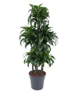 Dracaena Dorado Carrousel – 140 cm – ø31