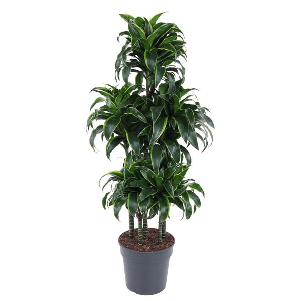 Dracaena Dorado Carrousel – 140 cm – ø31