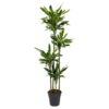 Dracaena Golden Coast – 170 cm – ø27