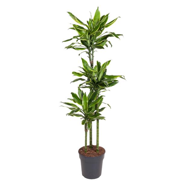 Dracaena Golden Coast – 160 cm – ø24