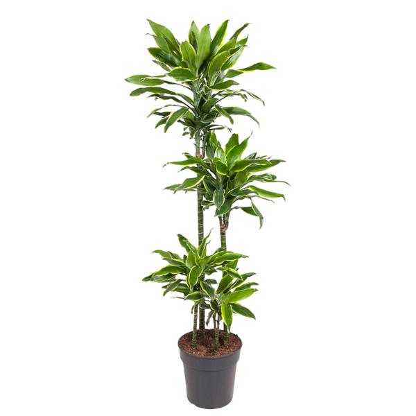 Dracaena Golden Coast – 140 cm – ø27