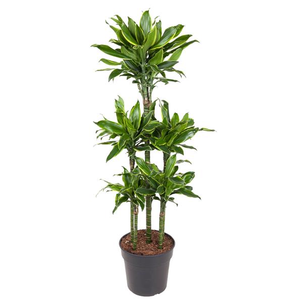 Dracaena Golden Coast Carrousel – 150 cm – ø31