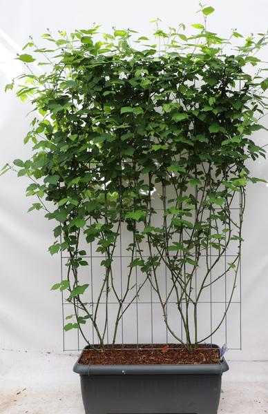 Rubus frut. ‚Black Satin‘ – ↨180cm – 1 pcs