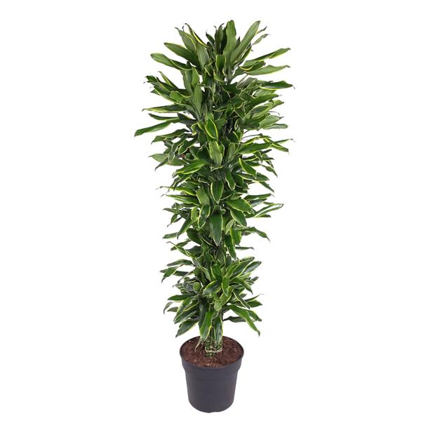 Dracaena Golden Coast vertakt – 170 cm – ø34