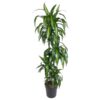 Dracaena Hawaiiana – 160 cm – ø24