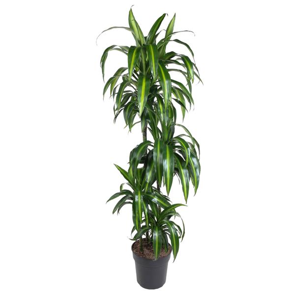 Dracaena Hawaiiana – 160 cm – ø24