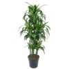 Dracaena Hawaiiana Carrousel – 150 cm – ø31