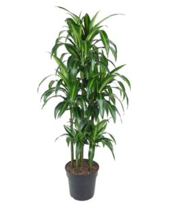 Dracaena Hawaiiana Carrousel – 150 cm – ø31