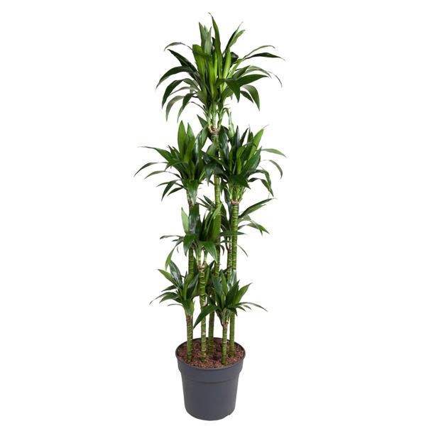 Dracaena Janet Craig Carrousel – 180 cm – ø34