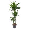 Dracaena Janet Craig – 150 cm – ø24