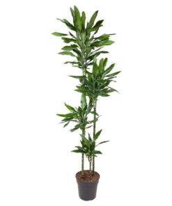 Dracaena Janet Lind – 180 cm – ø27