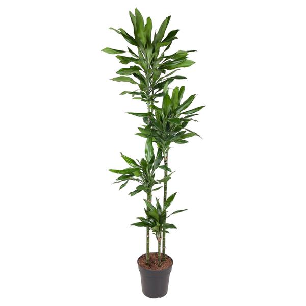 Dracaena Janet Lind – 180 cm – ø27