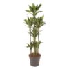 Dracaena Janet Lind Carrousel – 170 cm – ø34