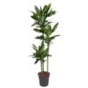 Dracaena Janet Lind – 160 cm – ø24