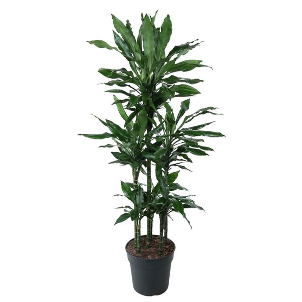 Dracaena Janet Lind Carrousel – 140 cm – ø31