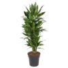 Dracaena Janet Lind vertakt – 110 cm – ø27