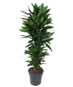 Dracaena Janet Lind vertakt – 150 cm – ø31