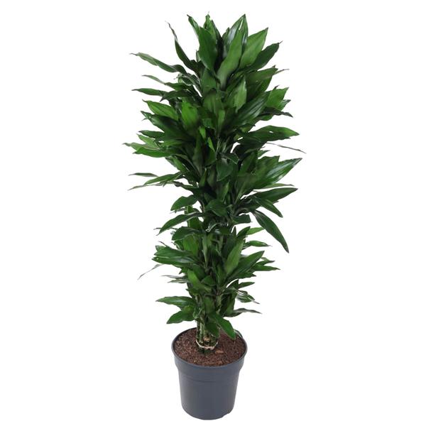 Dracaena Janet Lind vertakt – 150 cm – ø31