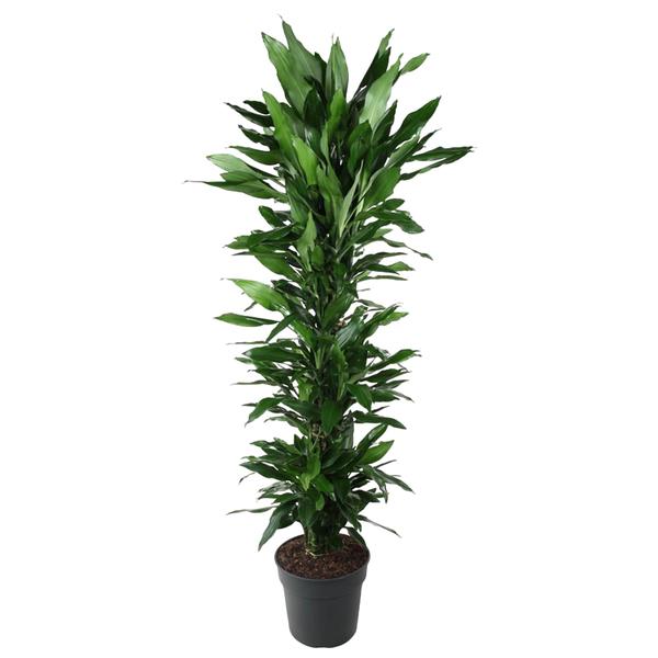 Dracaena Janet Lind vertakt – 170 cm – ø34