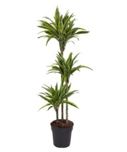 Dracaena Lemon Lime – 140 cm – ø24