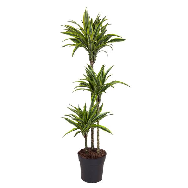 Dracaena Lemon Lime – 140 cm – ø24