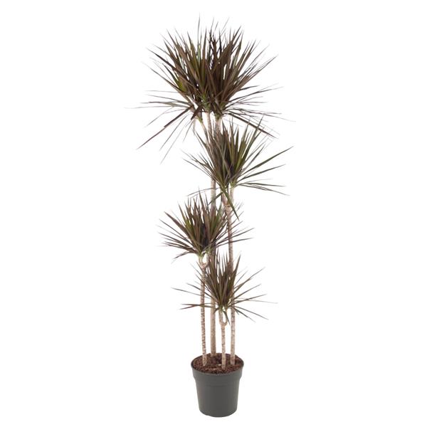 Dracaena Magenta – 180 cm – ø27