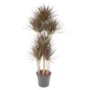 Dracaena Magenta Carrousel – 180 cm – ø34