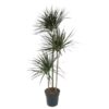 Dracaena Magenta – 150 cm – ø24