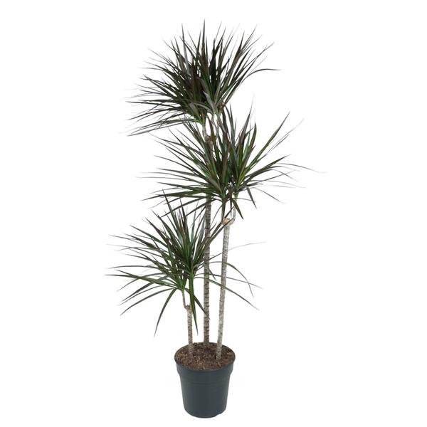 Dracaena Magenta – 150 cm – ø24