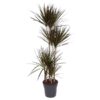 Dracaena Magenta – 150 cm – ø27