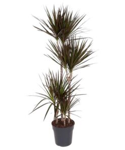 Dracaena Magenta – 150 cm – ø27