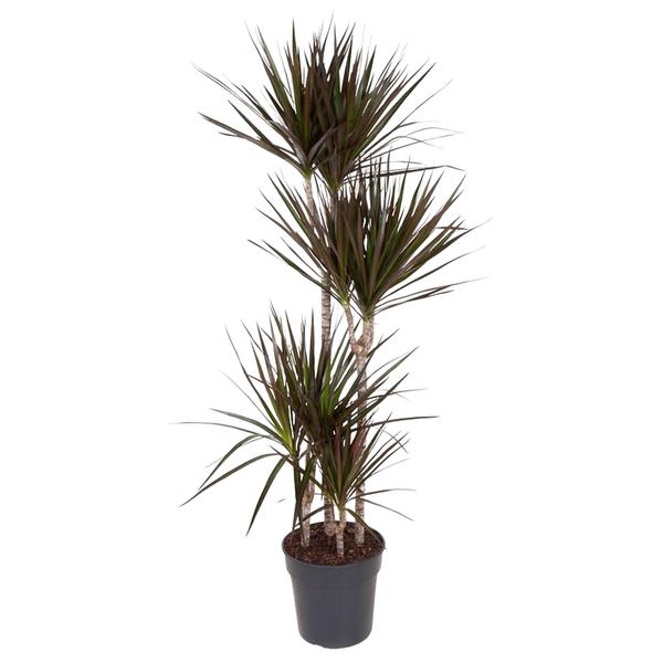 Dracaena Magenta – 150 cm – ø27