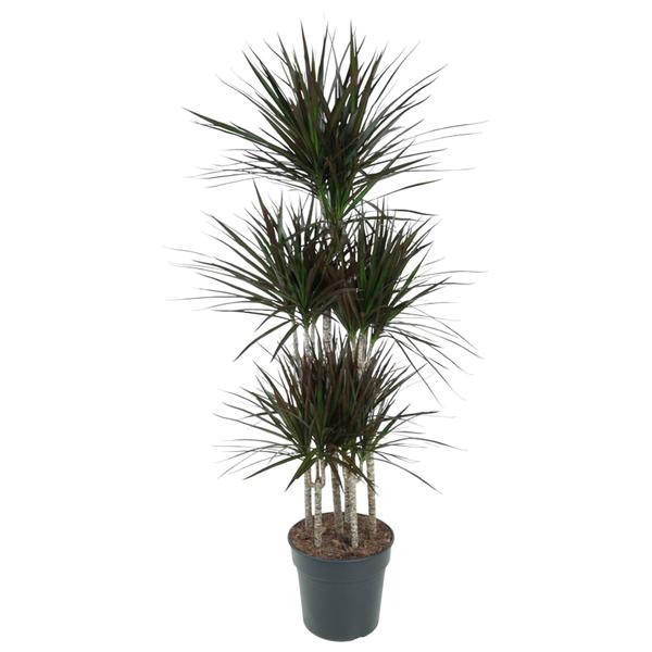 Dracaena Magenta Carrousel – 150cm – ø31