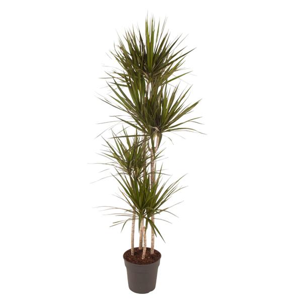 Dracaena Marginata – 160 cm – ø27