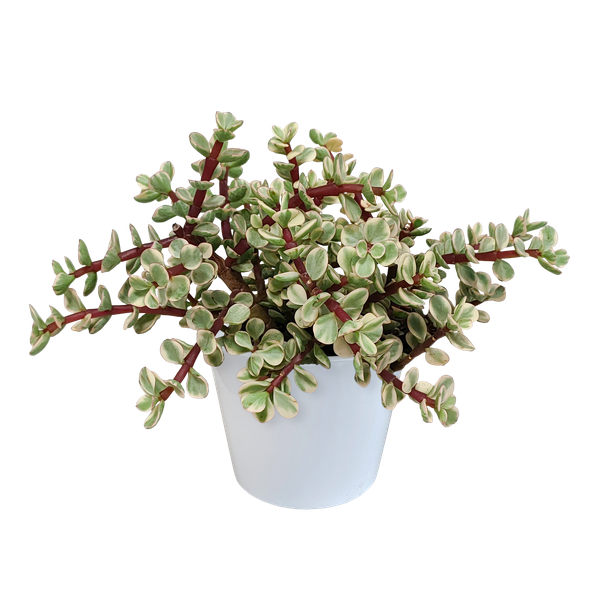 Portulacaria afra Variegata 10,5cm – in witte pot