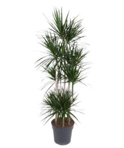 Dracaena Marginata Carrousel – 190 cm – ø34