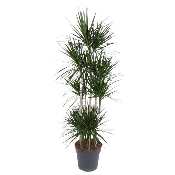 Dracaena Marginata Carrousel – 190 cm – ø34